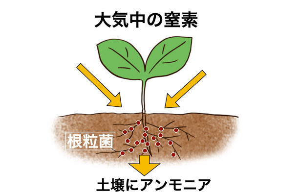 マメ科の根につく根粒菌が大気から栄養分を補給