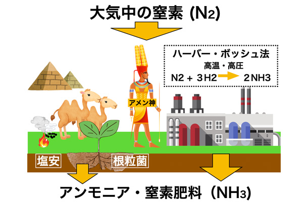 空気から大量の肥料生産が可能に