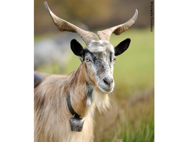 鈴をつけたベルウェザーが先導