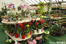 Neal's Nurseries Garden Centre