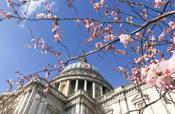 St Pauls セントポール大聖堂の桜