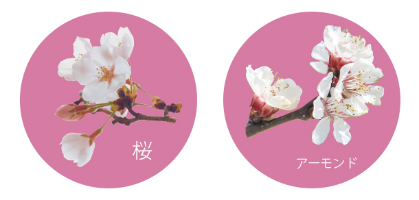 桜とアーモンド
