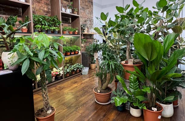 Plant Designs Shop