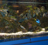 AQUATIC DISPLAY