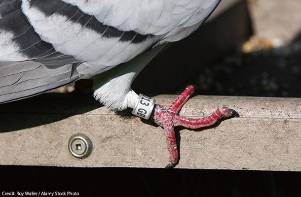 レース・リングを付けた鳩の右足