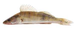 nemu2018です！breitschwerdt お魚　ラルトル　ドイツ nemu2018様専用です！breitschwerdt お魚 ラルトル ドイツ