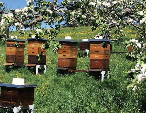 ドイツミツバチ、蜂の巣の煙出し