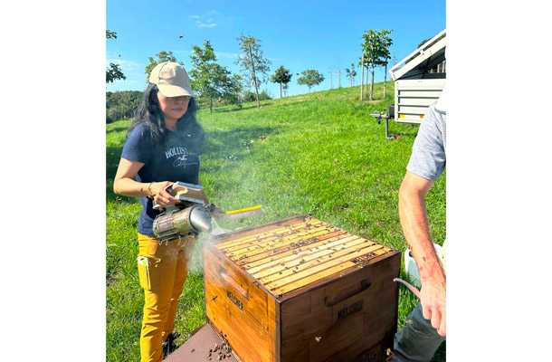 ドイツ ミツバチ、蜂の巣の煙出し