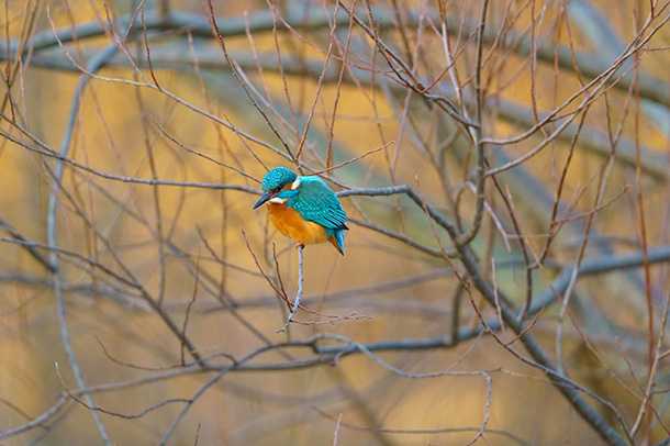 幸せの青い鳥とねじまき鳥に会う ネッカー川でバードウォッチング -