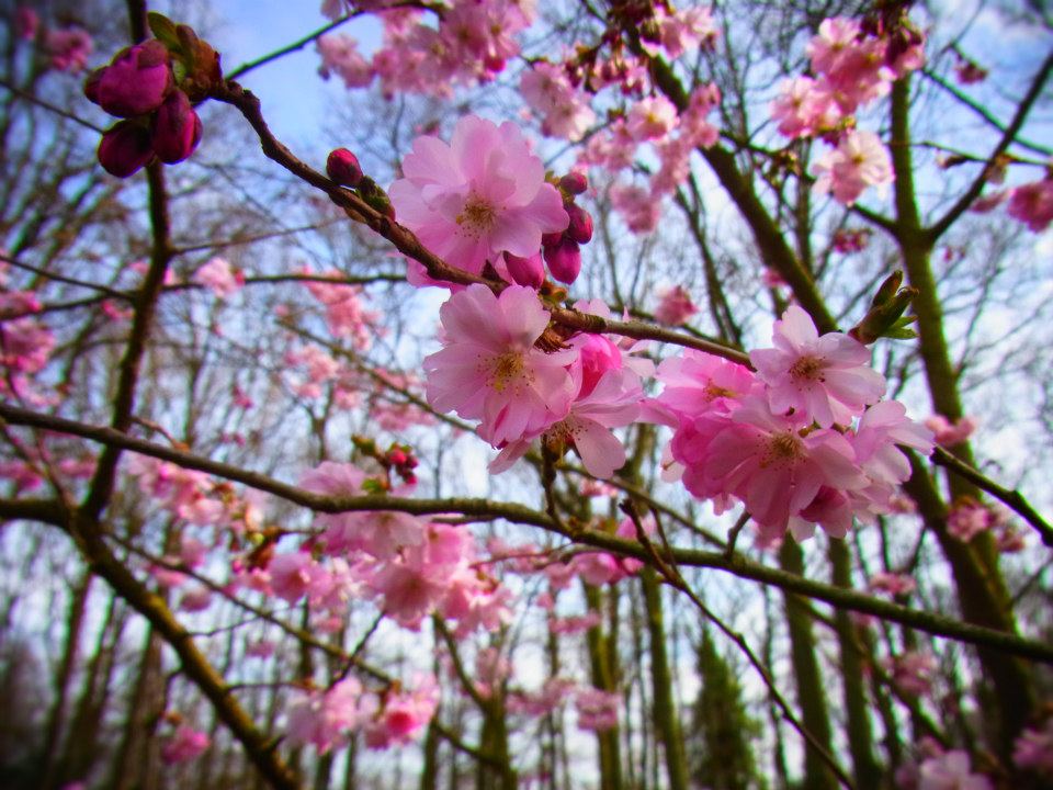 オランダのキューケンホフ公園