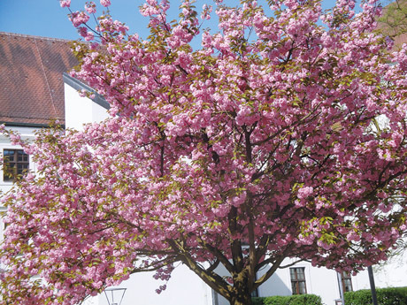 町の様々な箇所に植えられた500本の桜の木
