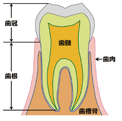「歯の断面組織図