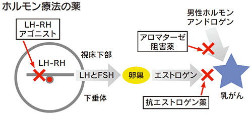 ホルモン療法の薬