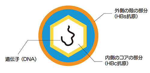  B型肝炎ウイルスの構造とマーカー