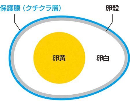 卵の構造