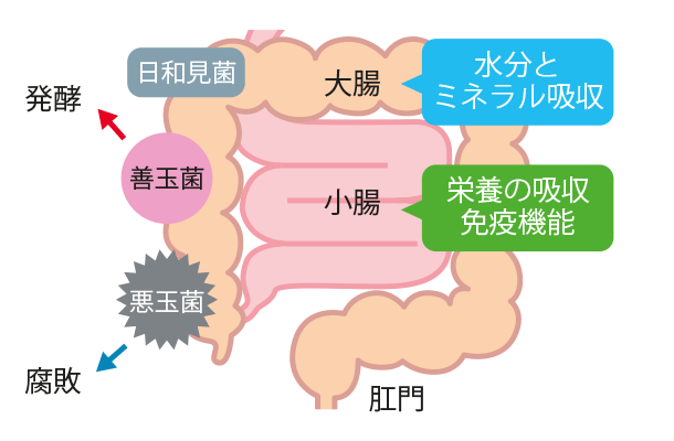 腸の役割