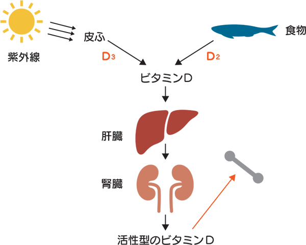 体の中でのビタミンDの流れ