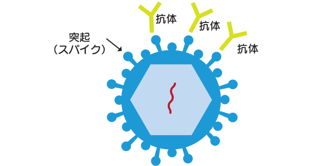 ワクチンはスパイク部分に対する抗体を作る