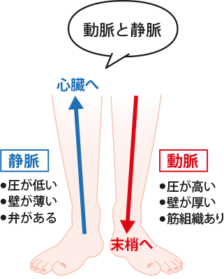 動脈と静脈