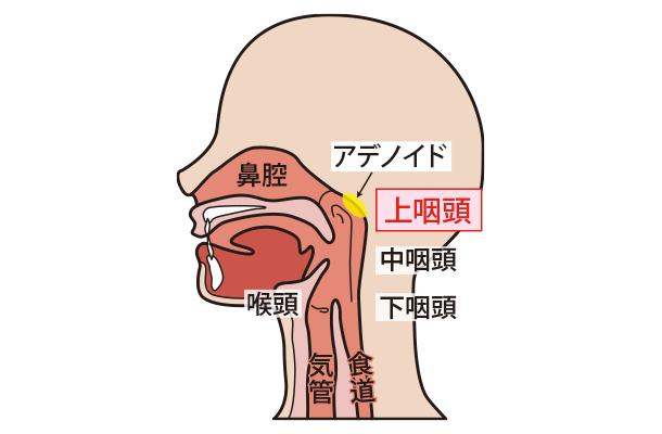 上咽頭の部位