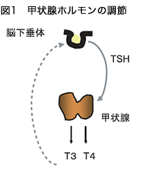 甲状腺ホルモンの調節