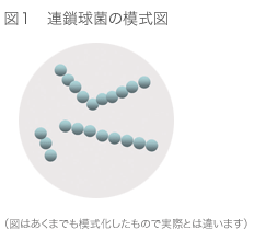 連鎖球菌の模式図
