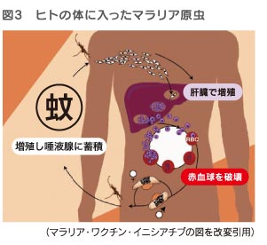 ヒトの体に入ったマラリア原虫