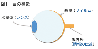 目の構造