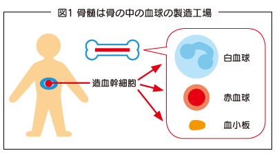  図1 骨髄は骨の中の血球の製造工場