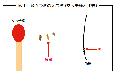 頭シラミの大きさ