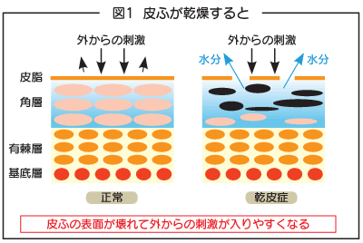 図1 皮膚が乾燥すると刺激が入りやすくなる