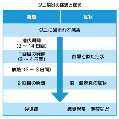 ダニ脳炎の経過と症状