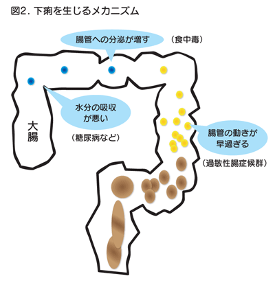 下痢を生じるメカニズム