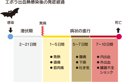 エボラ出血熱感染後の発症経過