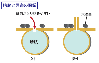 膀胱と尿道の関係