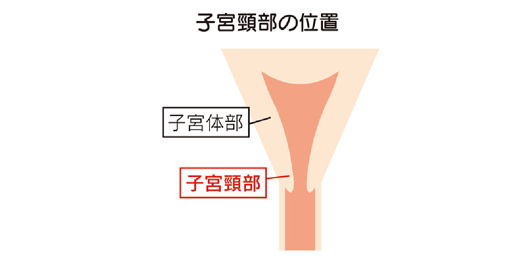 子宮頸部の位置