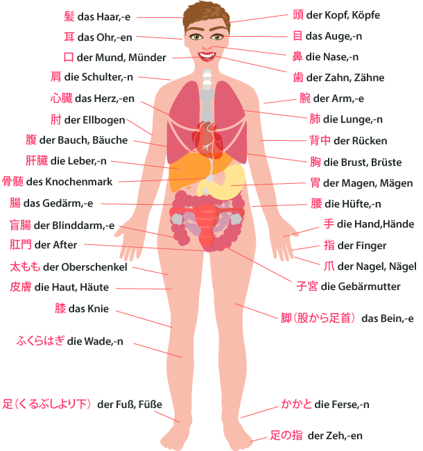 体の部位 Körperteile