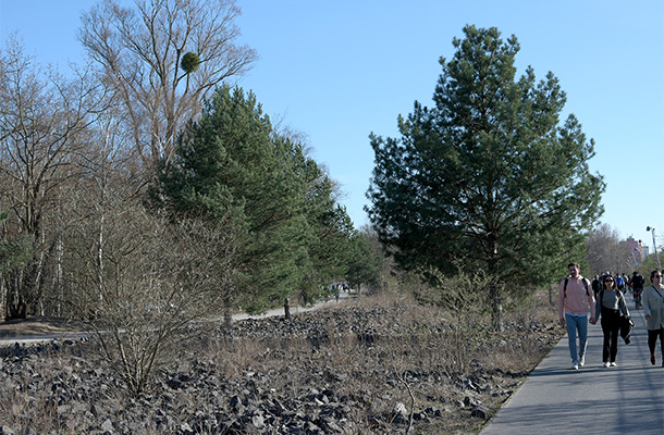 歩道の脇に広がる「石のエリア」。石の隙間から草木が顔を出しています