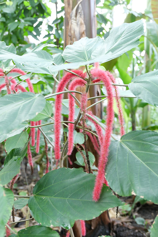 赤くて柔らかい毛に覆われた花を咲かせるベニヒモノキ