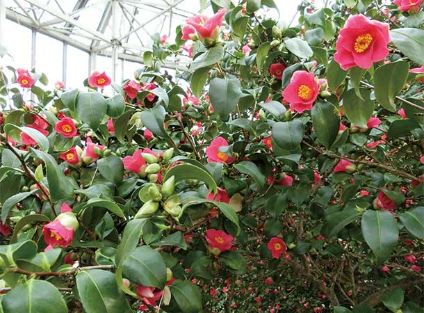 3月初め、咲きこぼれる椿の花