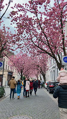 ヘーア通りの桜並木。八重桜のトンネルは必見!