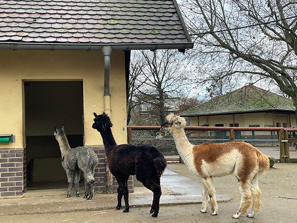 お行儀良く列に並んで飼育員さんを待つアルパカの兄弟