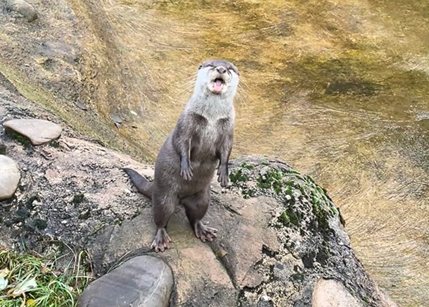 ごあいさつの上手なカワウソ。こんなに近くまで歩み寄ってきてくれます!