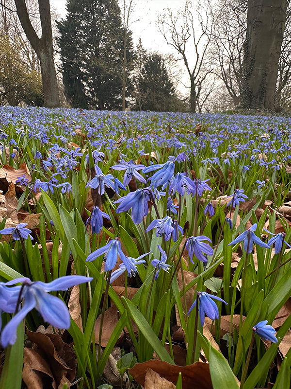 春の訪れを告げるシラーの花