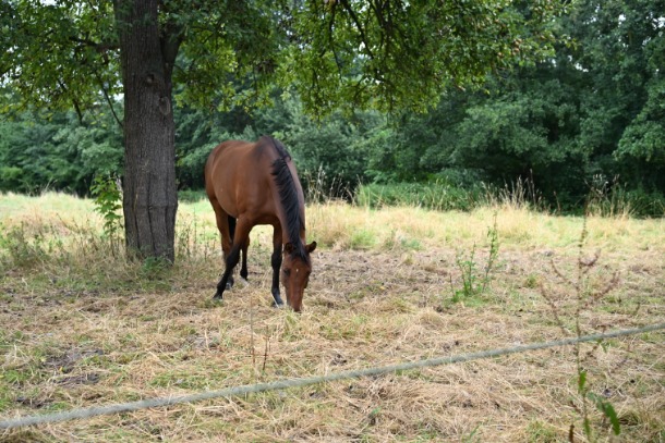 近所には馬を飼っている人も多く、のどかな風景が広がる