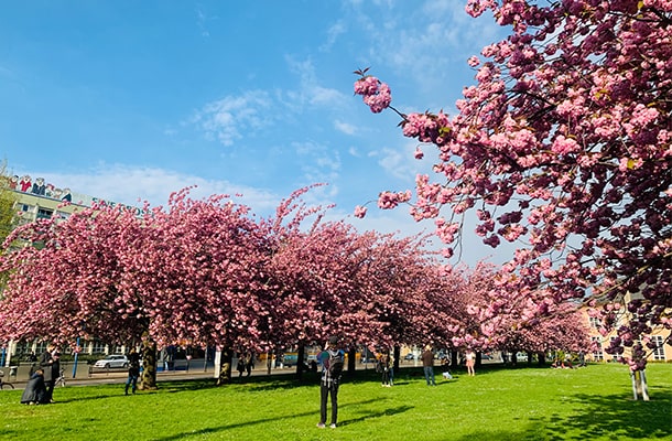 グラッシーミュージアムの前の満開の桜並木