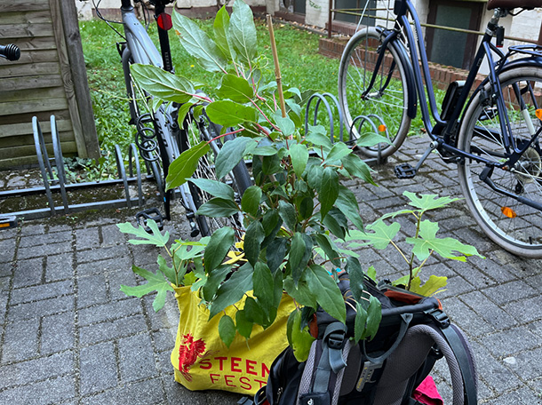 ザクセン産のキウイの苗