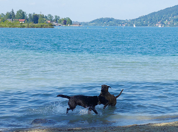 犬用の湖水浴場もあります。嬉しそう！