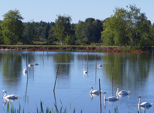 シャルロッテンホーフ湖水地帯には白鳥が集う