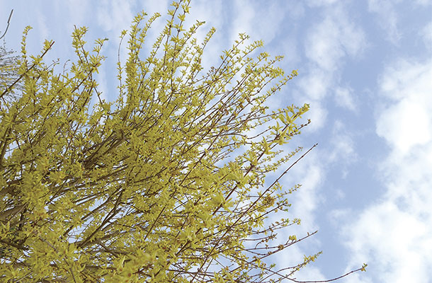 それでも季節は巡り、春の花に癒される